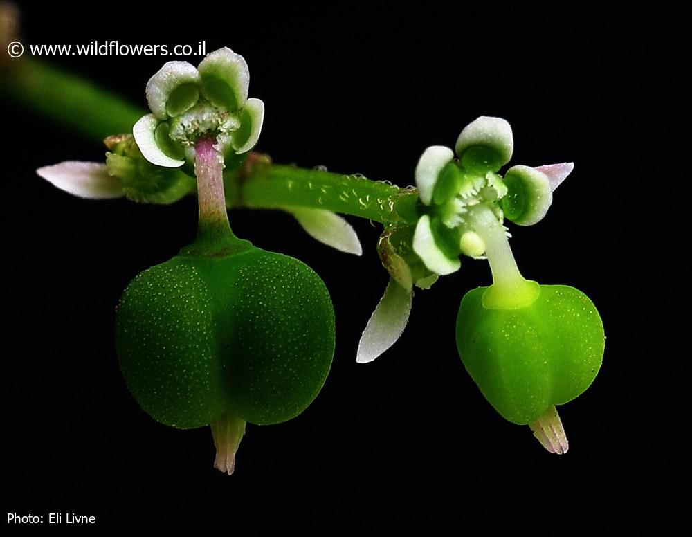 Euphorbia graminea 